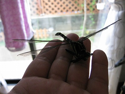 img_0323 img_0323