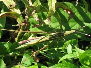img_0528 img_0528