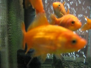 img_05552 img_05552