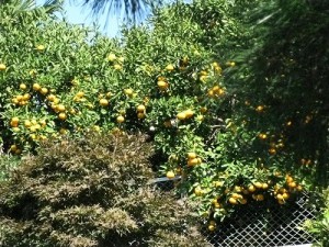 img_1006 img_1006
