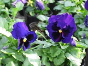 img_1040 img_1040