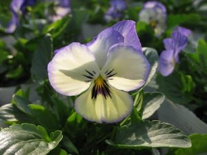 img_1043 img_1043