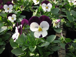 img_1044 img_1044