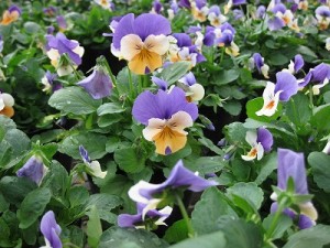 img_1045 img_1045